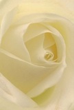 Drawn into the heart of this cream-white rose, one is enveloped by layers upon layers of soft, spiraled petals, each whisper-light and imbued with a serene luminosity. The perspective is intimate, capturing the gentle depths where shadows curl quietly between each ivory fold, reminiscent of the peaceful side streets and hidden gardens scattered across Highams Park. There's a sense of stillness, as if you can almost feel the cool morning air wafting from nearby Epping Forest as the bloom unfurls. With each curve inviting touch, the rose's texture recalls silk touched by dew, delicate yet full of quiet character. As a Highams Park florist, I see in this rose the purest emblem of reverence - its elegance making it perfect to express sympathy, admiration, or to mark new beginnings in our community. The subtle scent, barely there yet unmistakable, seems to float through the composition, echoing the understated beauty found in a local bouquet selected for a special occasion. This image doesn't just highlight a flower, but the thoughtful emotion and expert artistry that go into choosing and arranging such a meaningful bloom, bringing a sense of peace and connection from our floristry shop to every loved one in Highams Park.